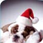 Kerst